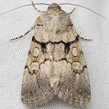 Sympistis columbia