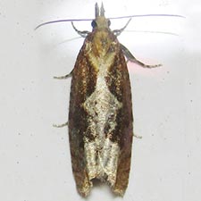 Epinotia vagana