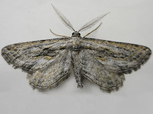 Hulstina aridata