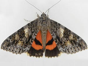 Catocala faustina