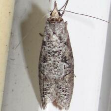 Ellabella melanoclista