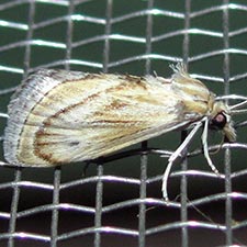 Frechinia texanalis