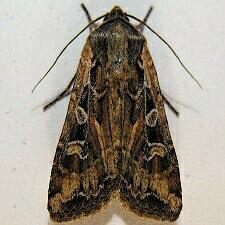 Euxoa auxiliaris