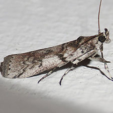 Ozamia fuscomaculella