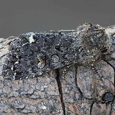 Melanchra pulverulenta