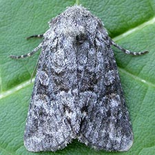 Lacinipolia anguina