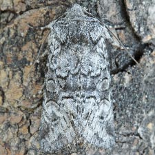 Lacinipolia anguina