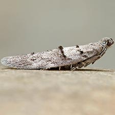 Wockia asperipunctella