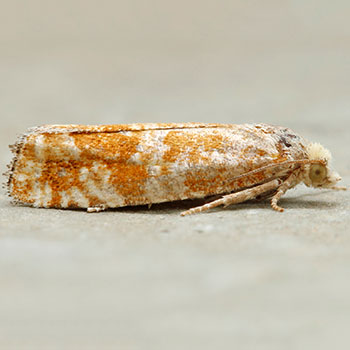Retinia albicapitana