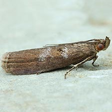 Ortholepis myricella