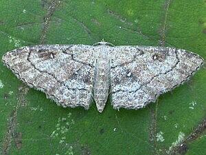 Cyclophora nanaria