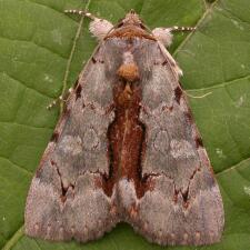 Catocala grynea
