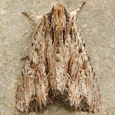 Apamea vulgaris