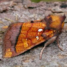 Papaipema leucostigma