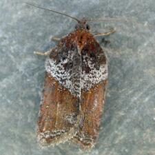 Acleris celiana