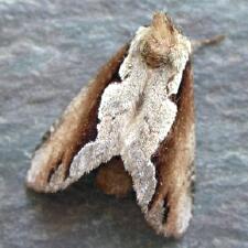 Nerice bidentata
