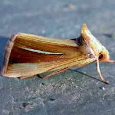 Plusia venusta