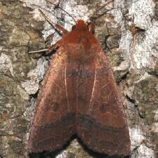 Metaxaglaea violacea