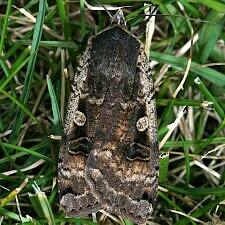 Noctua pronuba