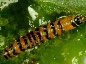 Cactoblastis cactorum