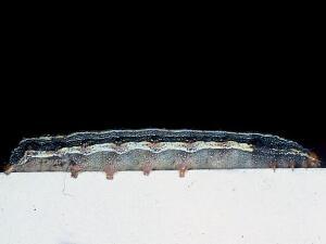 Spodoptera eridania
