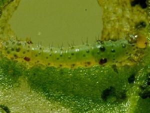 Spodoptera eridania