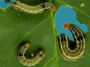 Spodoptera eridania