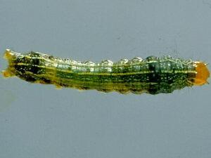 Spodoptera eridania