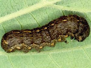 Elaphria chalcedonia