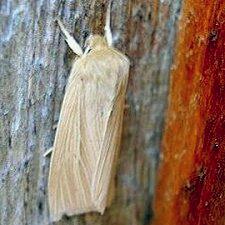 Rhizedra lutosa