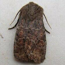 Homoglaea hircina
