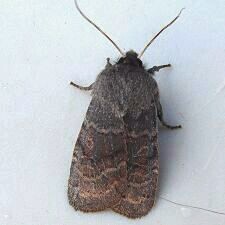 Homoglaea hircina
