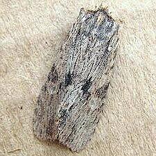 Lithophane signosa