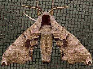Smerinthus jamaicensis