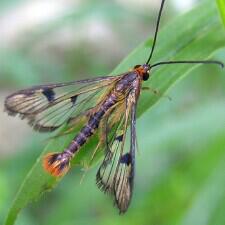 Synanthedon acerni