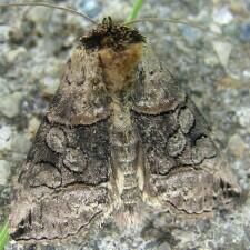Abrostola urentis
