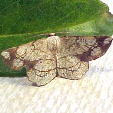 Euchlaena madusaria