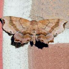 Cepphis armataria