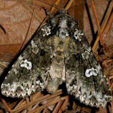 Melanchra adjuncta