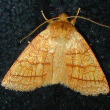 Pyreferra hesperidago