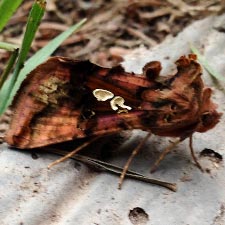 Autographa bimaculata