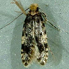 Homosetia marginimaculella