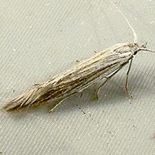 Coleophora asterophagella