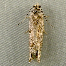 Hystrichophora decorosa