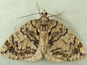 Hydriomena marinata