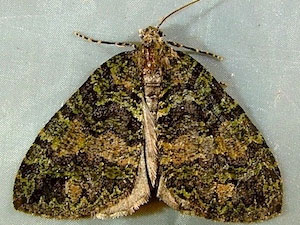 Hydriomena furcata