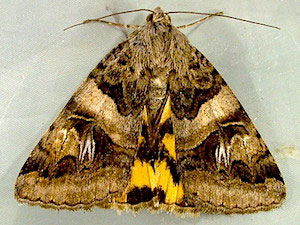 Drasteria divergens
