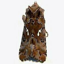 Autographa corusca