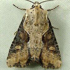 Lateroligia ophiogramma