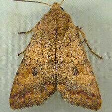 Sunira verberata